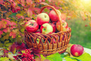 Basket with red apples on the grass