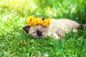 Little siamese kitten wearing a crown of dandelions