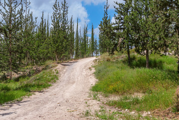 Fototapeta na wymiar Empty hiking trail in the pine tree and cypress woods