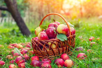 Basket with red apples on the grass