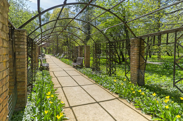 Pergola in the park, the view from the inside.