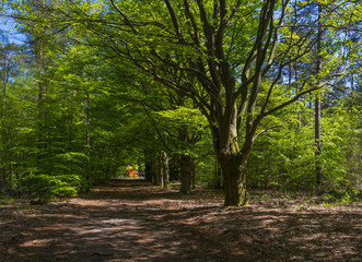 Horse drawn carriage driving through a sunny forest