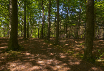 Foliage of a forest in sunlight in spring