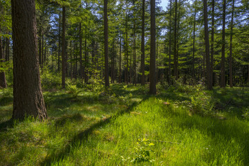 Fototapeta na wymiar Foliage of a forest in sunlight in spring
