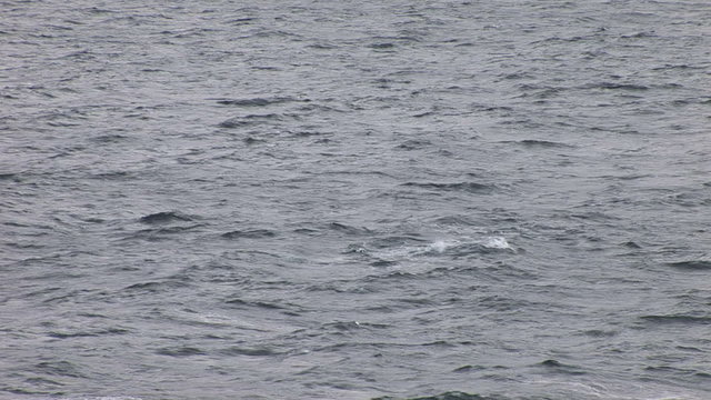 A pod of Orca in Hope Bay Antarctica 