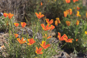 Obraz premium Papavermohn