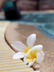 plumeria flower and blue swimming pool rippled water detail