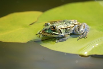 Frog on the lotus leave