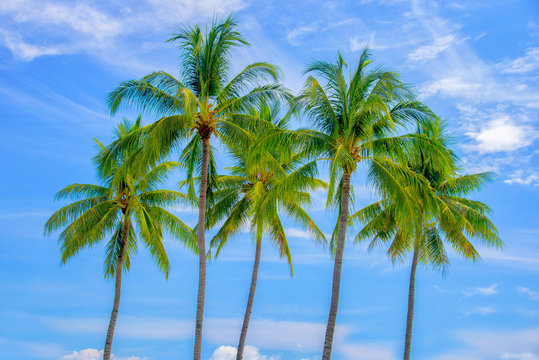 Group of palm trees, blue sky background