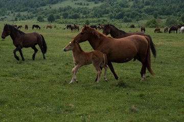 Horses in walk