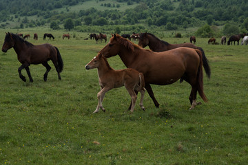 Obraz premium Horses in walk