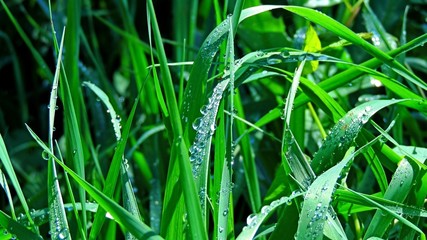 Water droplets on the grass