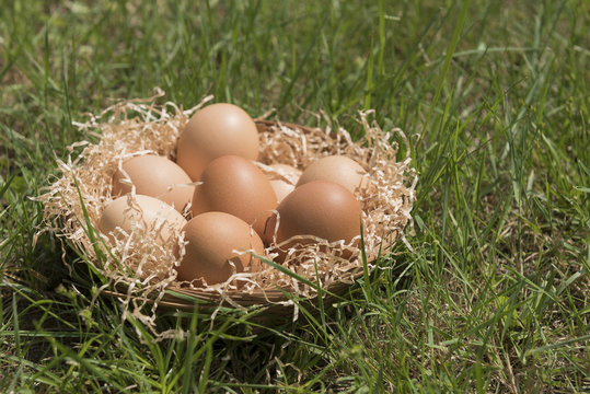 eggs on lawn