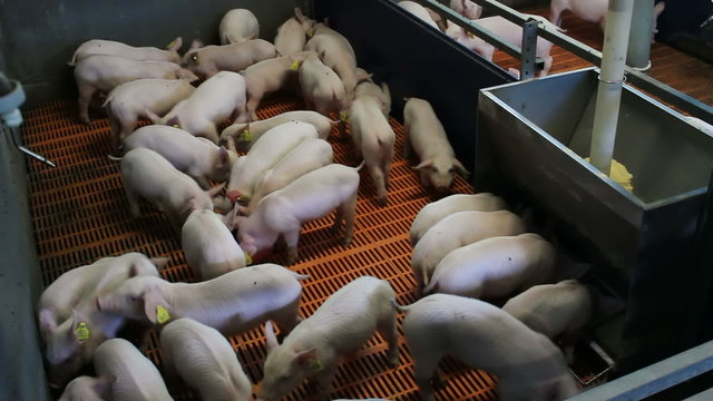 Breeding piglets