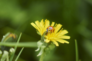 Бронзовка золотистая (Cetonia aurata)