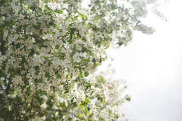 Яблоня цветет