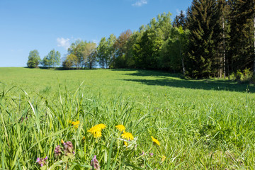 Spring countryside with flowers, meadow, trees and blue sky
