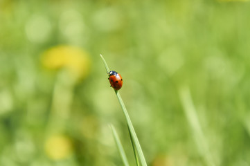 Бронзовка золотистая (Cetonia aurata)
