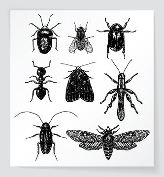 Set of various bugs and insects. Hand drawn and traced. EPS10.