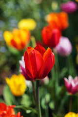 Tulips in the spring