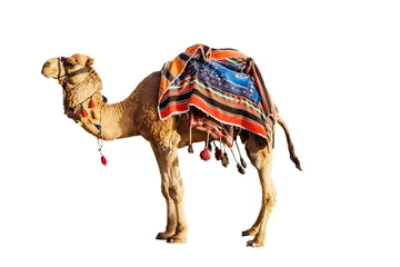 Wall murals Camel Camel in a colorful horse-cloth on a white background