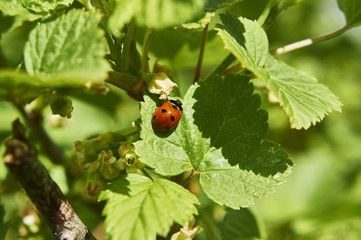 Бронзовка золотистая (Cetonia aurata)