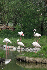 Plakaty  stado flamingów stojących w wodzie w pobliżu drzew