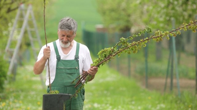 Senior gardener grinding branches of trees with a small wood chipper 