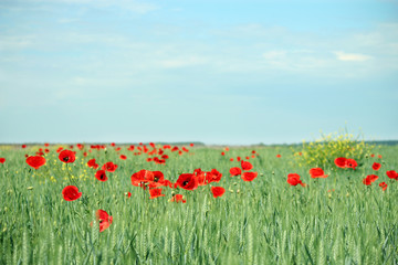 red poppy flowers in green wheat field landscape