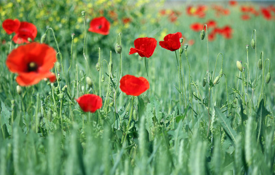 red poppy flowers nature background