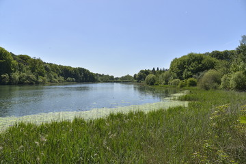 Les berges sauvages de l'étang du Gris Moulin à la Hulpe