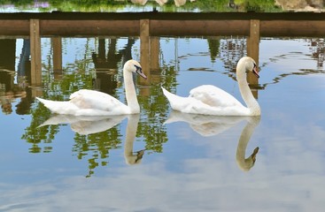 pair of swans in a pond in a city park