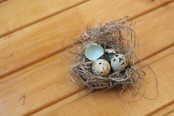 Obraz premium Nest with eggs