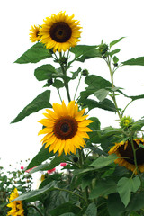 Helinthus - sunflower
