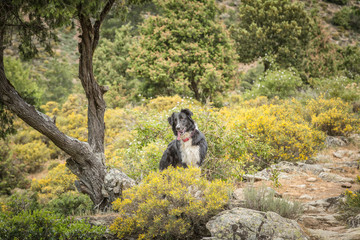 Border Collie dog in the Tartagine valley in northern Corsica
