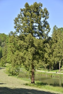 Arbre isol&eacute; au bord de l'&eacute;tang de la Longue Queue au parc Solvay