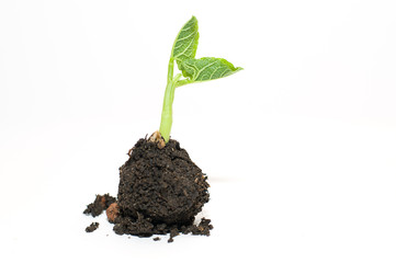The plant grows from a pile of soil on a white background