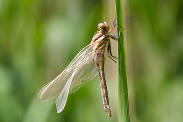 dragonfly relaxing on reed leaf
