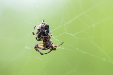Spider on a spider web with a green background