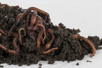 Red worms in compost - Stock image.
