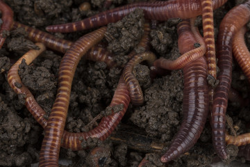 Red worms in compost - Stock image.