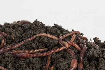 Red worms in compost - Stock image.