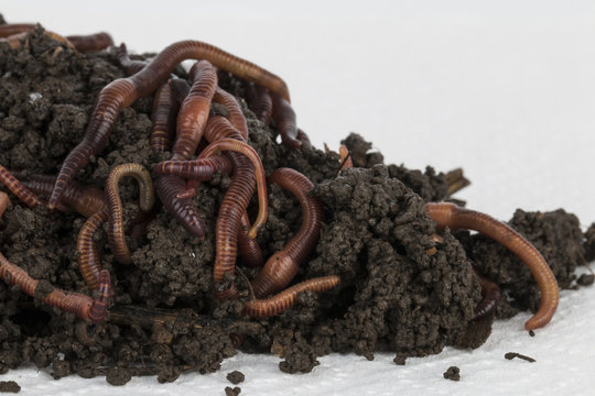 Red worms in compost - Stock image.