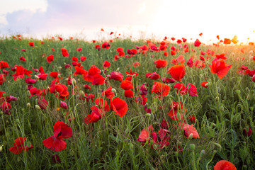 Fototapeta na wymiar red poppies in field