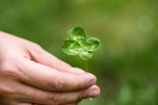four leaf clover in woman hand