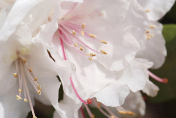 close up white flowering rhododendron