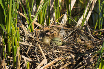 Bird's nest in natural habitat.