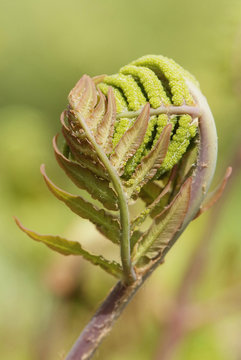 close up young leaf of fern Osmunda regalis