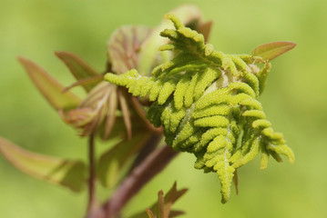 close up young leaf of fern Osmunda regalis