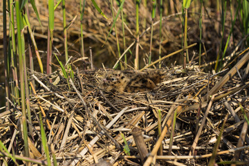 Bird's nest . 